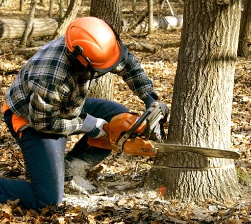 Tree Removal in Nevada, MO